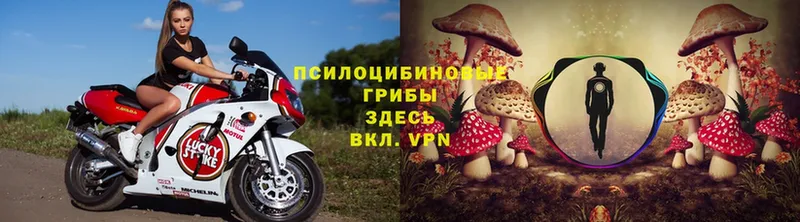 Галлюциногенные грибы MAGIC MUSHROOMS Кадников